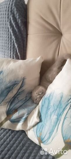 Шотландская вислоухая