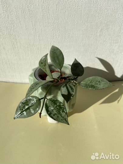 Хойя лакуноза эскимо сильвер