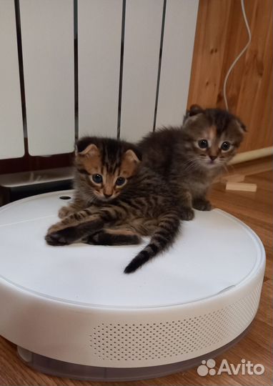 Вислоухие котята
