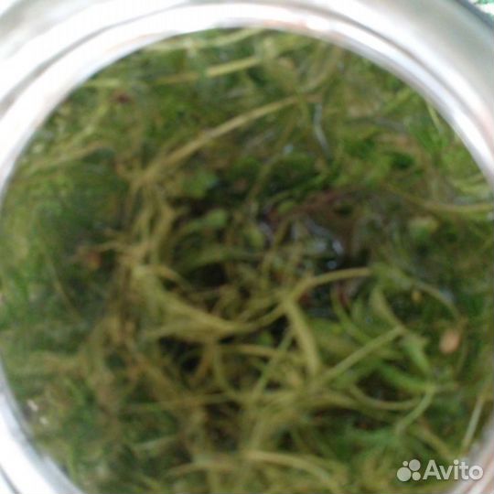 Аквариумное растение елочка