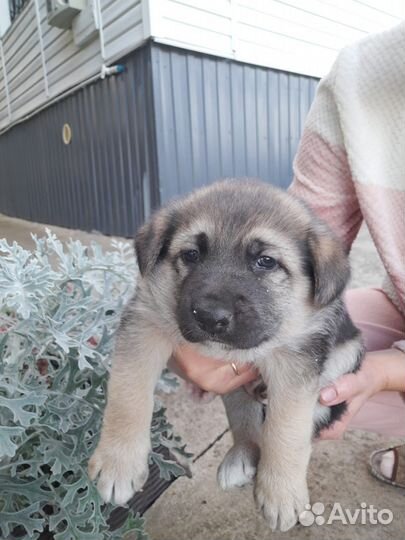 Щенок, мальчик