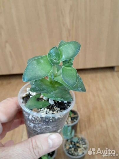 Седум буррито, оттона мясистая и др