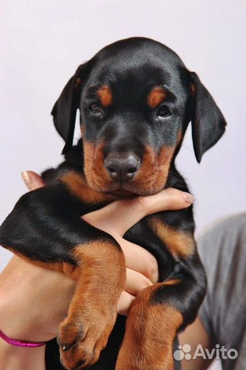 Щенки добермана