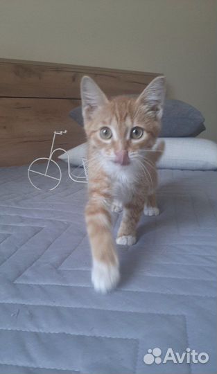 Сладкий Коржик