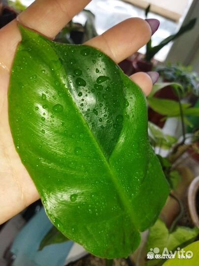 Филодендрон ло спотед