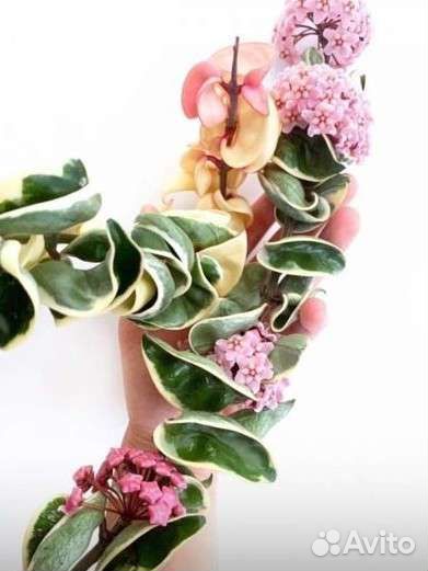 Хойя компакта вариегатная