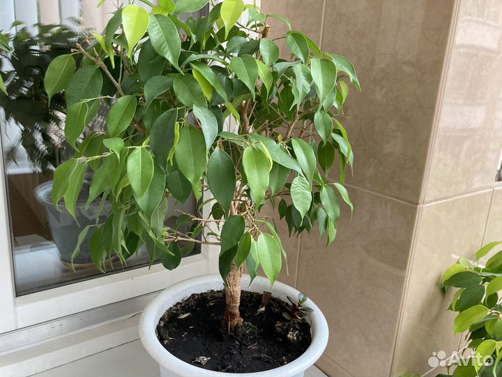 Цветок Фикус Бенджамина (более 7 лет)