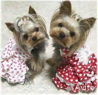 Йоркширский терьер мини беби фейс щенки