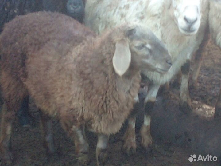 Овцы бараны