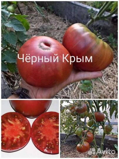 Рассада томатов