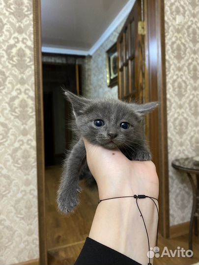Кошки в добрые руки