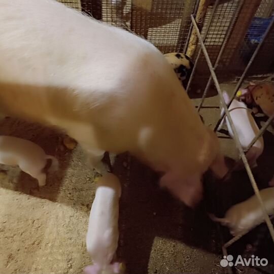 Поросята ландрас