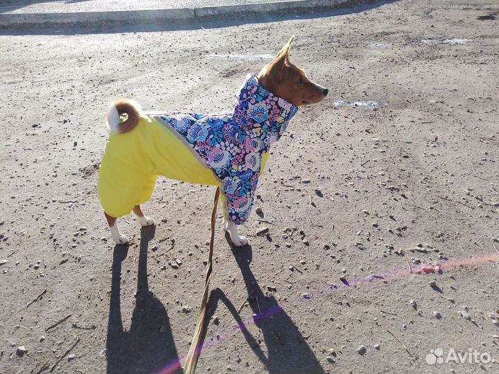 Одежда для собак на любой сезон