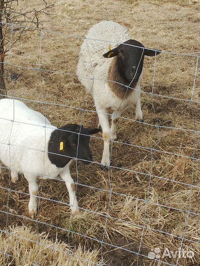 Овцы бараны ягнята дорпер