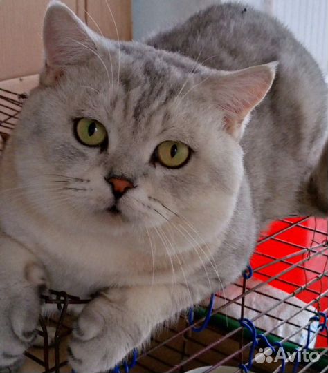Шотландский кот вязка