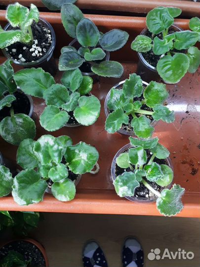 Детки фиалок