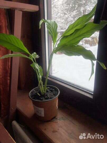 Столетник лечебный