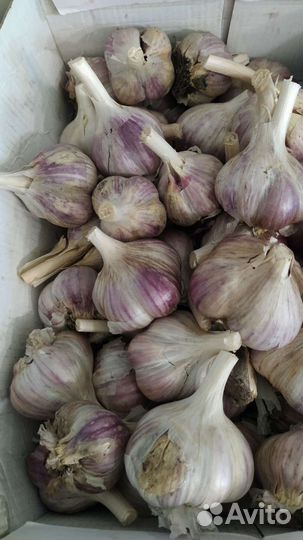 Чеснок