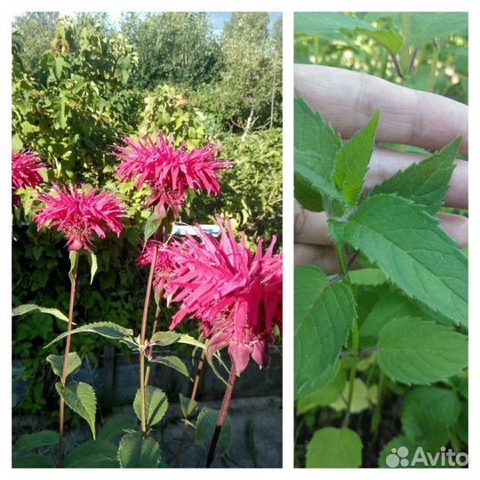 Многолетние садовые цветы