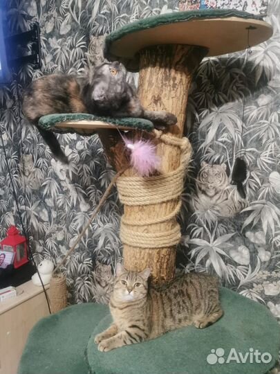 Когтеточка бесплатно