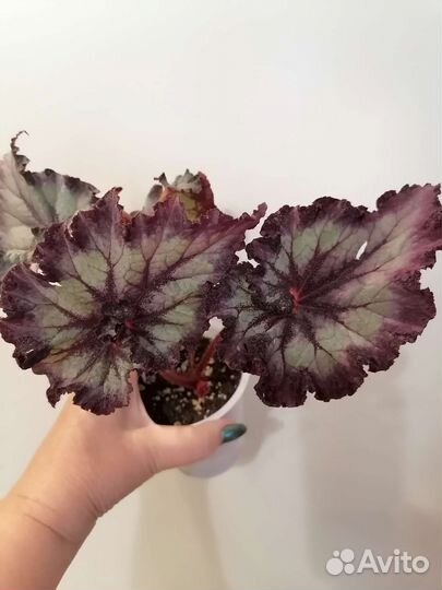 Бегония декоративно лиственная