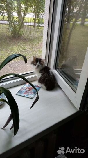 Кошка
