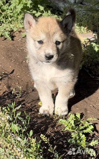 Щенки от хаски