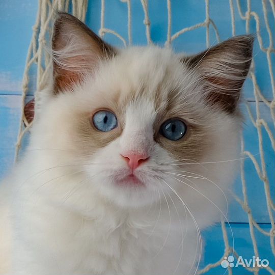 Ragdoll кошечка В Разведение