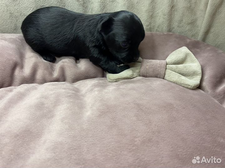 Девчушки йорка