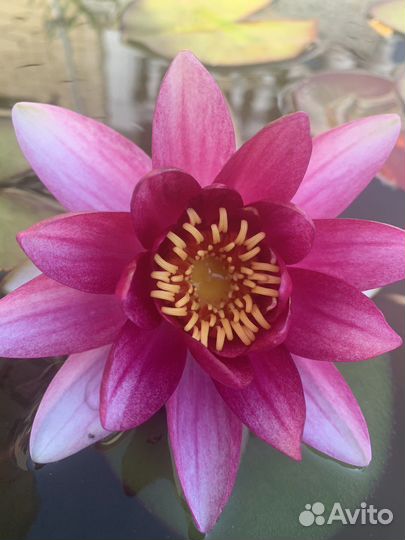 Лилия водные