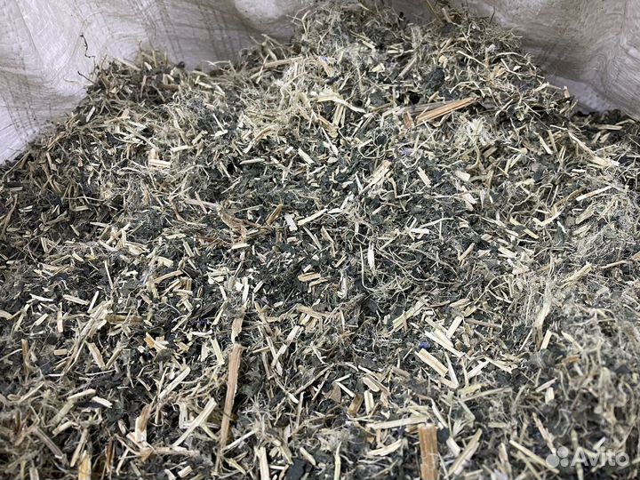 Крапива двудомная