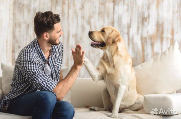 Передержка животных