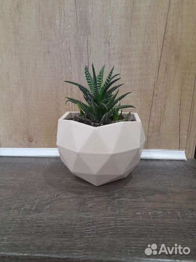 Хавортия полосатая