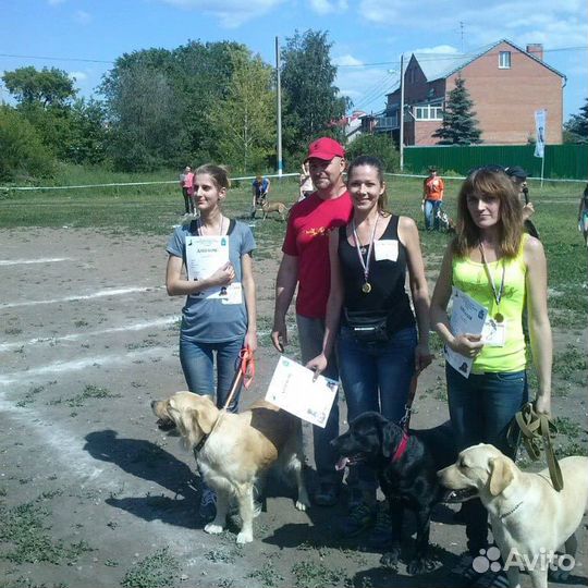 Дрессировка и передержка собак