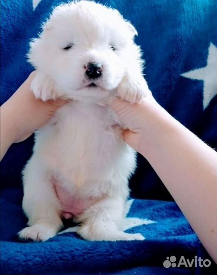 Самоедская лайка