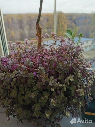 Ажурная каллизия Розовая Пантера