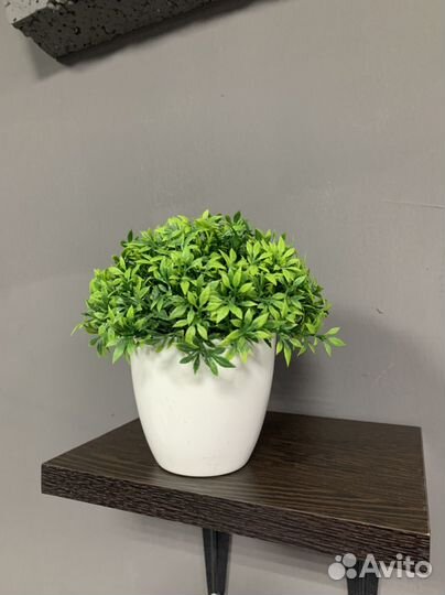 Комнатные цветы шефлера