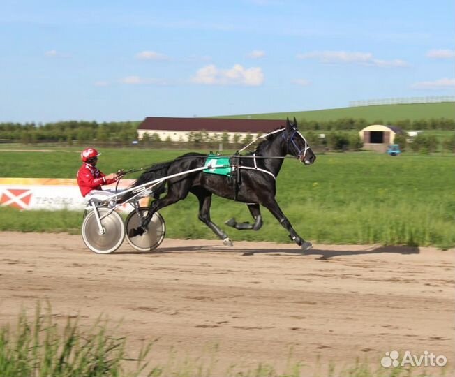 Жеребец орловский рысак