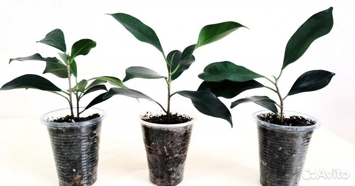 Фикусы и другие растения. Обновление