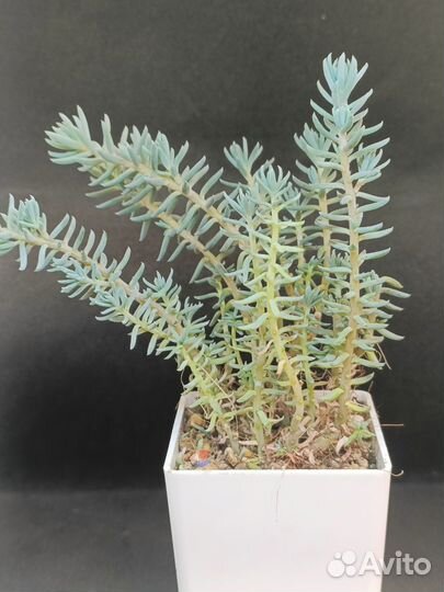 Суккуленты 3