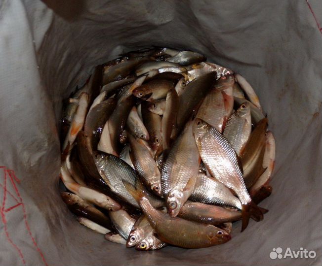 Мелочь чебаковая