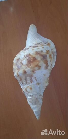 Морские ракушки раковины, 22 см, ожерелье