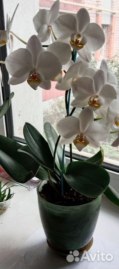 Орхидея фаленопсис бабочка, белая. Высота 35 см