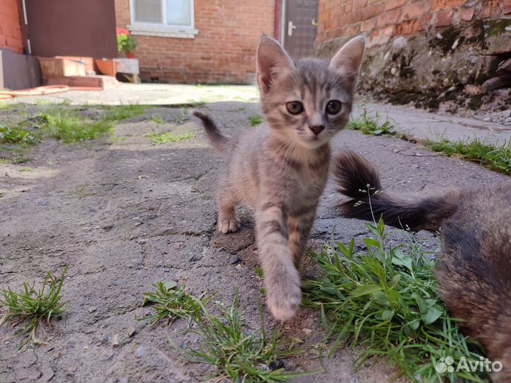 Котёнок-девочка - 2 месяца - 