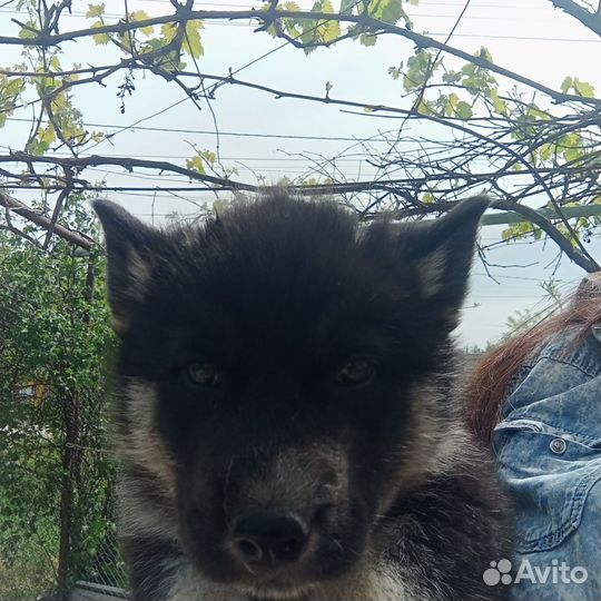 Щенки хаски