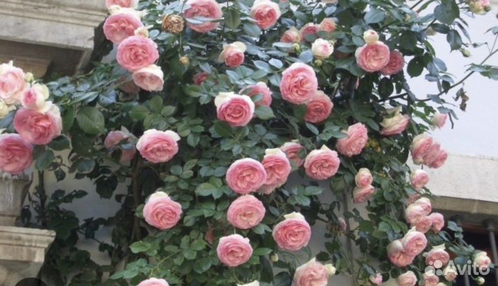 Розы саженцы чайногибридние и не только