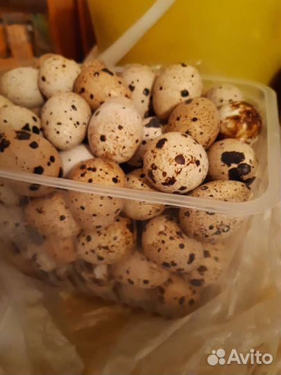 Перепелки, яйцо
