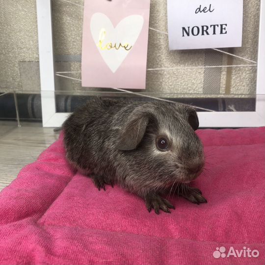 Морская свинка калифорния мальчик