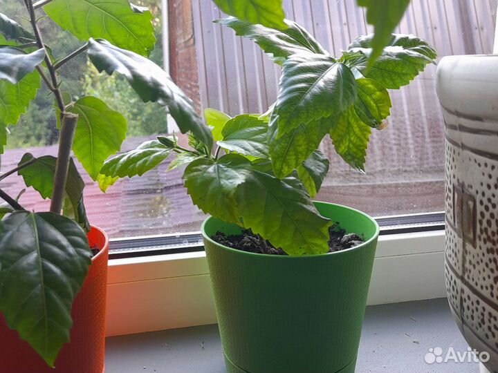 Гибискус китайская роза