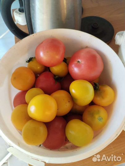 Огурцы и помидоры дачные